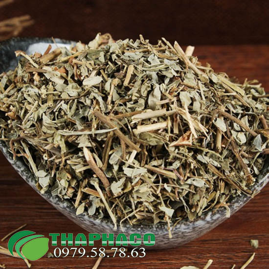 Thaphaco - Địa chỉ bán sỉ diệp hạ châu tại TP.HCM uy tín