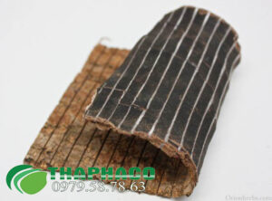 Đổ Trọng Tại THAPHACO