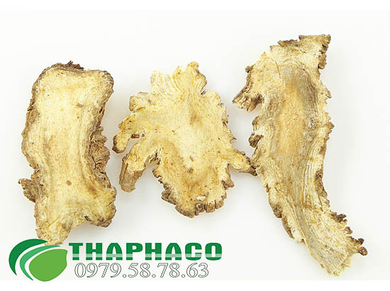 Độc Hoạt Tại THAPHACO 
