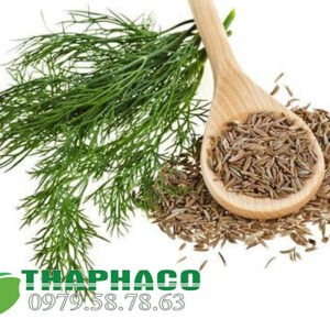 Hạt Thì Là Tại TP.HCM
