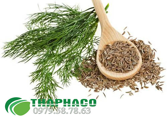 Hạt Thì Là Tại TP.HCM