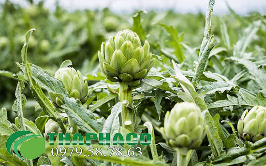 Vùng trồng của cây atiso Đà Lạt