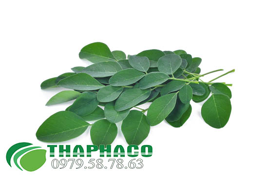 lá chùm ngây tại TP.HCM