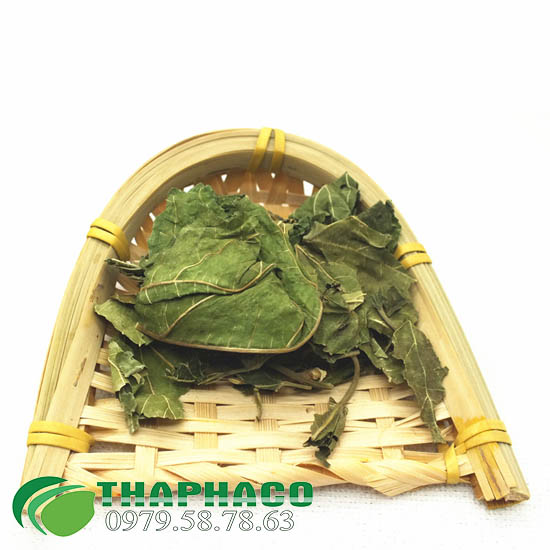 Lá dâu tầm tại TP.HCM