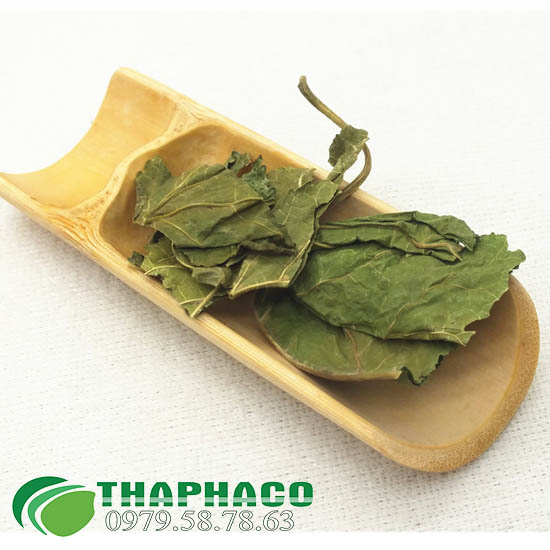 Lá dâu tầm tại TP.HCM