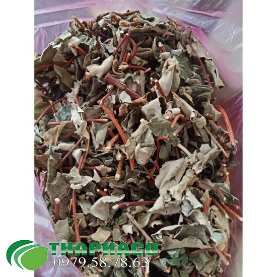 Lá Hà Thủ Ô Khô Lá Hà Thủ Ô Khô