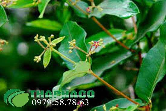 Lá Hà Thủ Ô Tươi