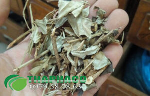 Nơi Bán Sỉ Khổ Sâm Tại TP.HCM