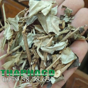 Nơi Bán Sỉ Khổ Sâm Tại TP.HCM
