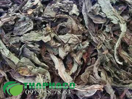 Bán Sỉ Lá Khôi Tía Tại TP.HCM