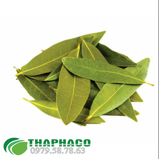 Lá Nguyệt Quế THAPHACO Lá Nguyệt Quế THAPHACO