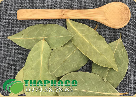 Lá Nguyệt Quế THAPHACO Lá Nguyệt Quế THAPHACO