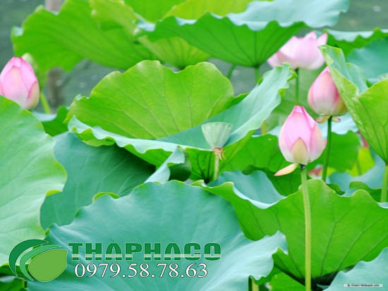 Lá Sen Tươi Tại THAPHACO - TP.HCM