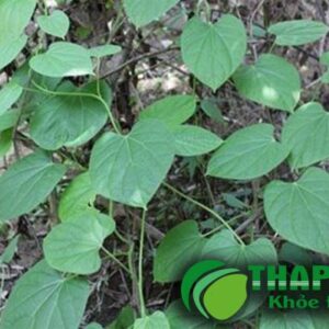 Lá tiết dê tươi tại TP.HCM