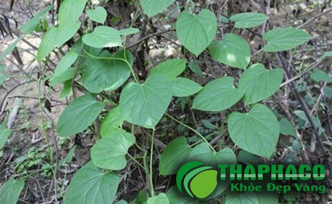 Lá tiết dê tươi tại TP.HCM