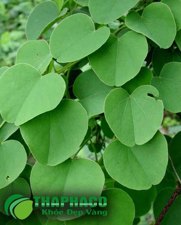 Lá tiết dê tươi tại TP.HCM