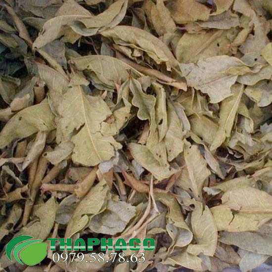Địa chỉ bán sỉ lá vối khô tại TP.HCM ở THAPHACO