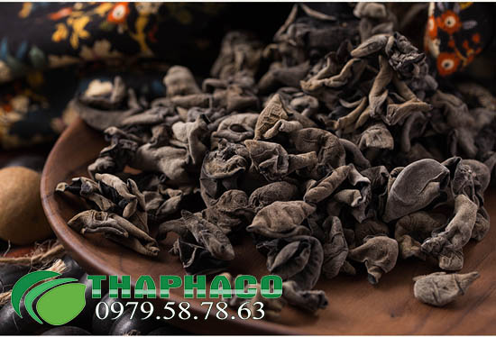 Mọc Nhỉ Rừng THAPHACO