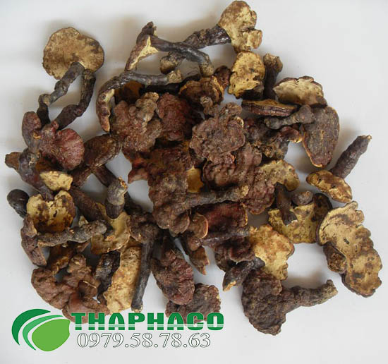 Nấm lim xanh rừng tại TP.HCM