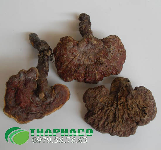 Nấm lim xanh rừng tại TP.HCM