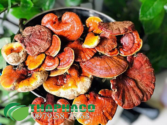 nấm lim xanh trồng