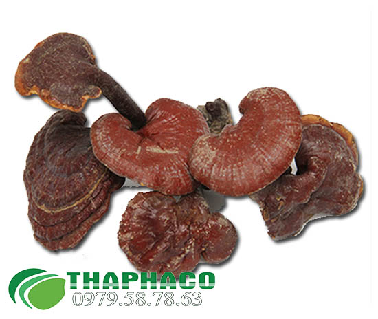 nấm lim xanh trồng