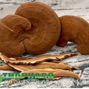 nấm linh chi rừng tại THAPHACO