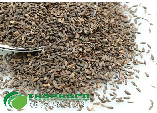Địa Chỉ Bán Sỉ Ngưu Bàng Tử Tại TP.HCM