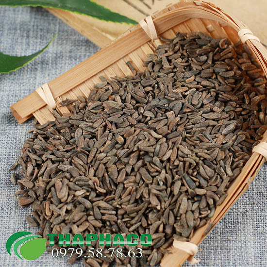Ngưu Bàng Tử THAPHACO
