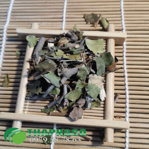 tầm gửi sấy khô THAPHACO