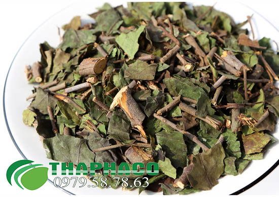 tầm gửi sấy khô THAPHACO