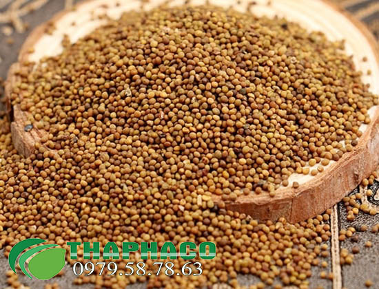 Bán Sỉ Thỏ Ty Tử Tại TP.HCM
