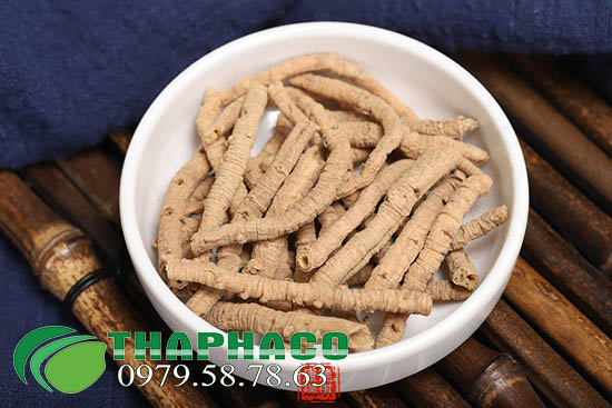 Viễn Chí Tại THAPHACO
