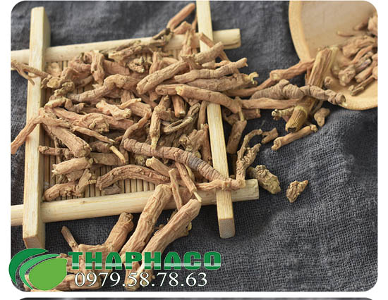 Viễn Chí Tại THAPHACO