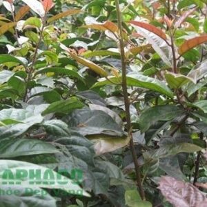 Cây xạ đen tươi