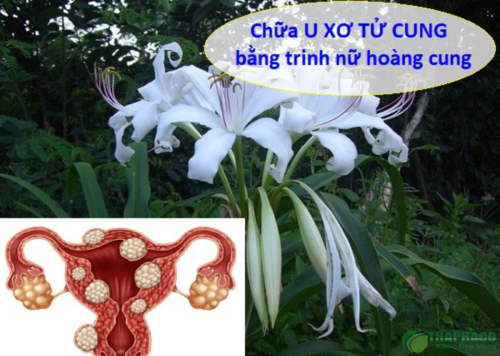 Công dụng của trinh nữ hoàng cung tươi