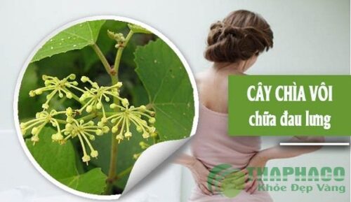 Các bài thuốc của chìa vôi tươi