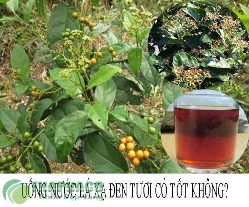 Nước lá xạ đen trị gan nhiễm mỡ