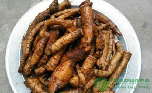 Củ gai tươi