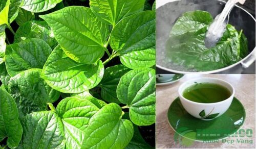 Các bài thuốc của lá lốt