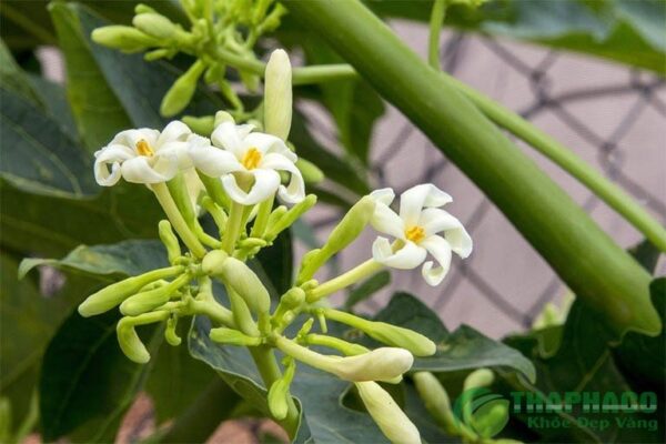 Hoa đu đủ đực tươi