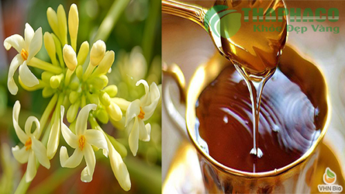 Công dụng trị bệnh của hoa đu đủ đực