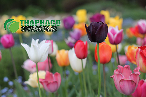 Nơi Cung cấp Tinh Dầu Tulip Tại TP.HCM