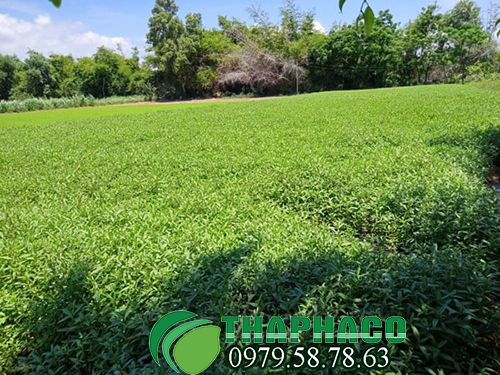 Vườn trồng cây cỏ mực tại THAPHACO