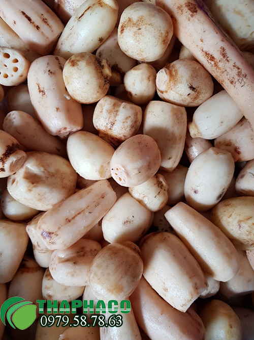 Quy trình sản xuất tinh bột củ sen tại THAPHACO