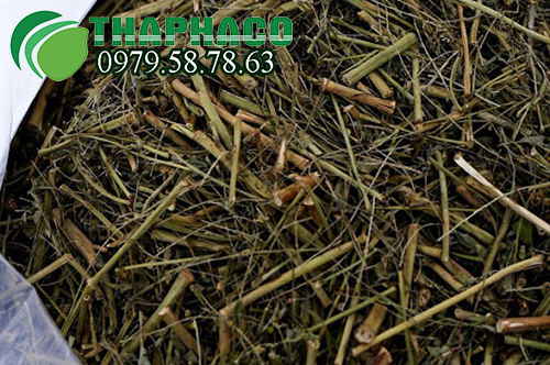 Diệp hạ châu sấy lạnh tại THAPHACO