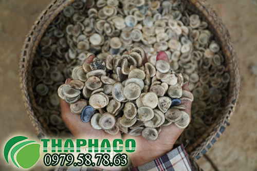 Hạt mã tiền thảo nguyên chất