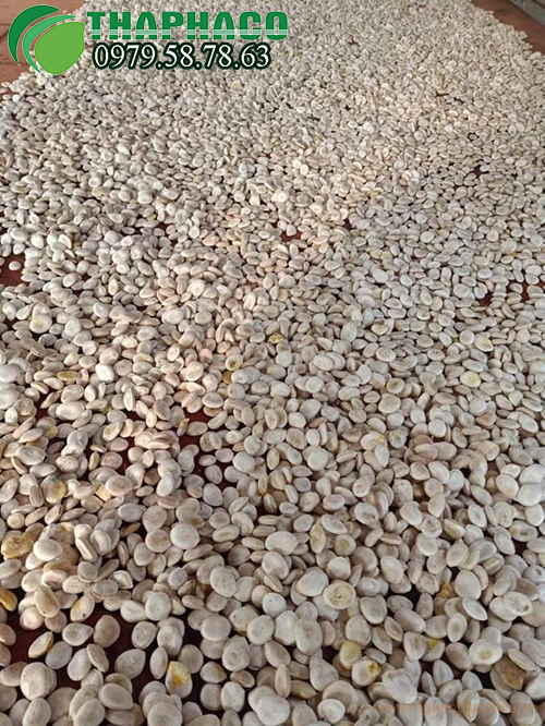 Hạt Mã Tiền Trắng Tại THAPHACO