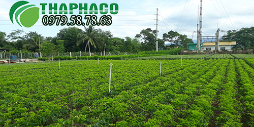Vùng trồng rau ngót tại THAPHACO