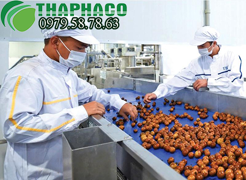 Quy trình sản xuất táo đỏ sấy khô tại THAPHACO